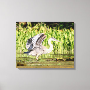 Great Blue Heron Canvas Print