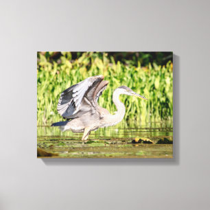 Great Blue Heron Canvas Print