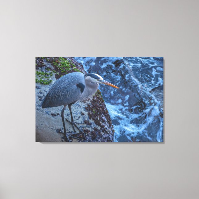 Great Blue Heron Canvas Print (Front)