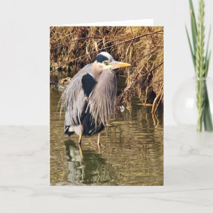 Great Blue Heron Card