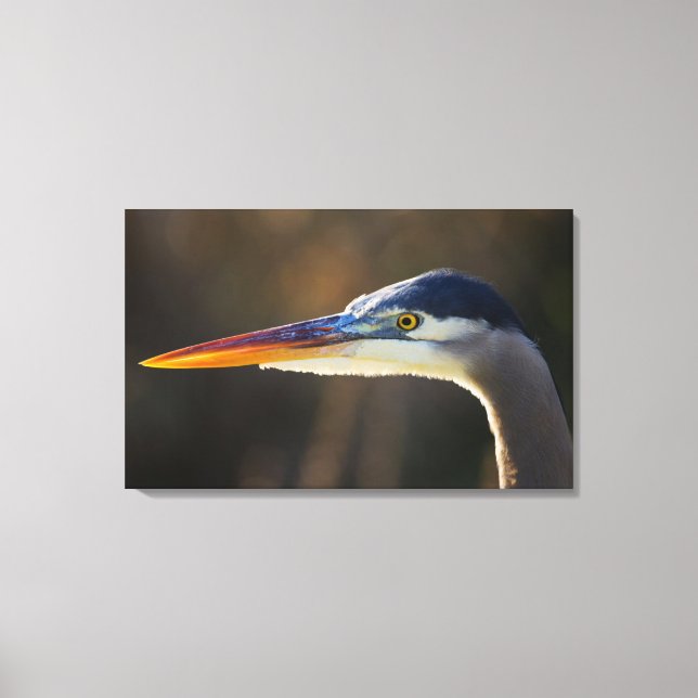 Great Blue Heron, close up portrait Canvas Print (Front)