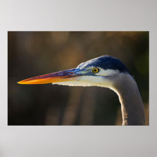 Great Blue Heron, close up portrait Poster