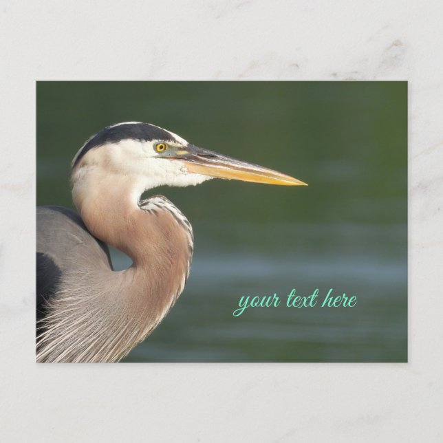 Great Blue Heron Close Up Postcard (Front)