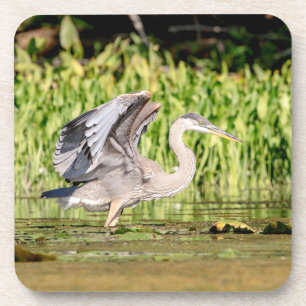 Great Blue Heron Coaster