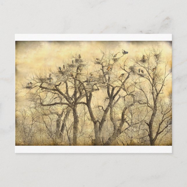 Great Blue Heron Colonies Fine Art Postcard (Front)
