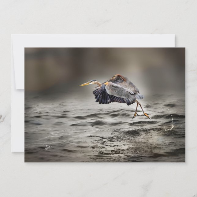 Great Blue Heron Dancing Over the Lake Blank Card (Front)