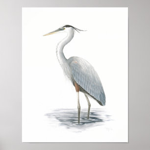 Great Blue Heron Fine Art Print