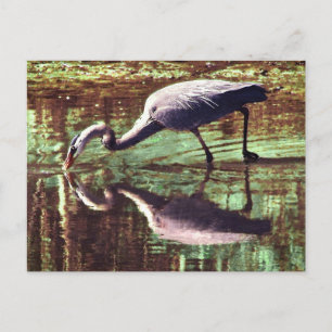 Great Blue Heron Fishing Postcard