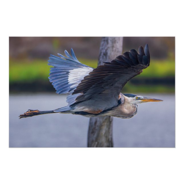 Great Blue Heron Flight Wall Art | Wildlife Bird (Front)