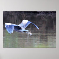 Great Blue Heron Flying
