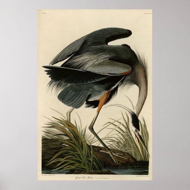 Great Blue Heron from Audubon's Birds of America Poster (Front)