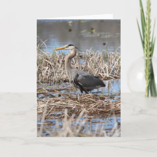 Great Blue Heron Greeting Card