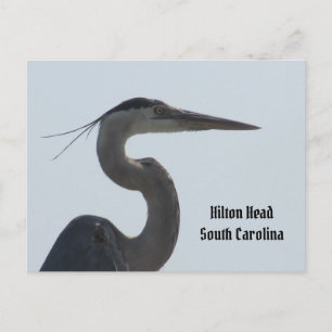 Great Blue Heron Hilton Head SC Postcard