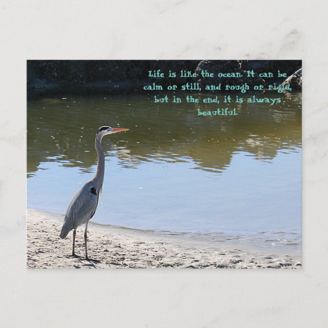Great Blue Heron Hilton Head Sc With Ocean  Postcard (Front)