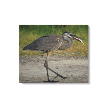 Great Blue Heron Holding A Fish