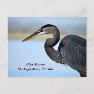 Great Blue Heron Holiday Postcard
