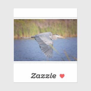Great Blue Heron in flight