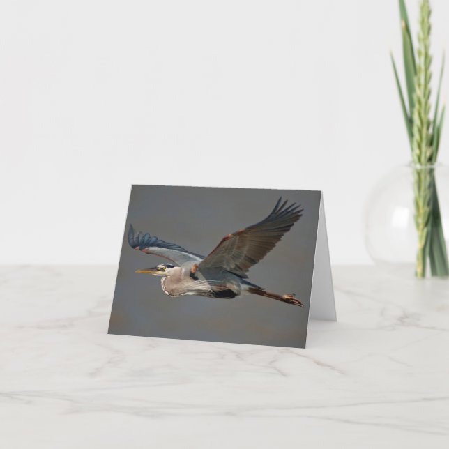 Great Blue Heron In Flight - (Ardea herodias) Card (Front)