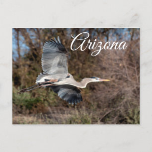 Great Blue Heron In flight, Arizona  Postcard