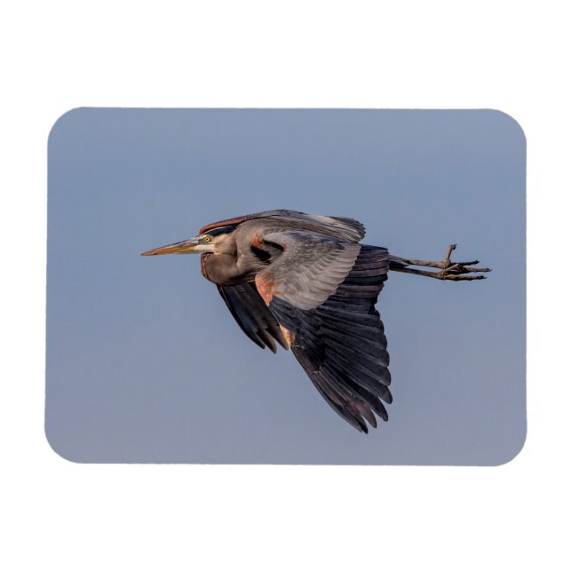 Great Blue Heron in flight Magnet (Horizontal)