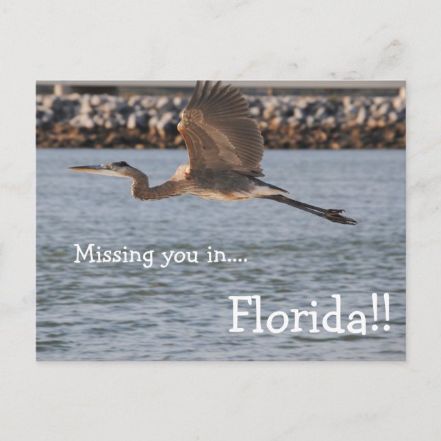Great Blue Heron In Flight Postcard (Front)