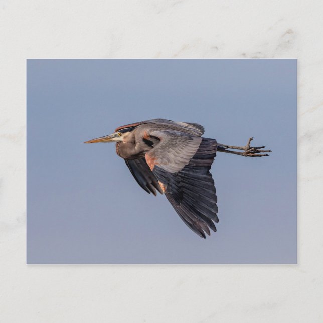 Great Blue Heron in flight Postcard (Front)