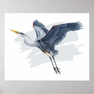 Great Blue Heron in Flight Poster