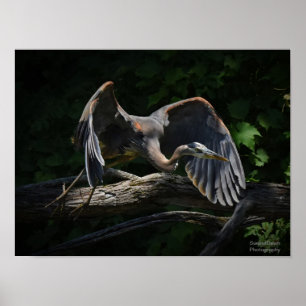 Great Blue Heron in Flight Poster