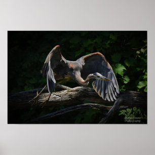 Great Blue Heron in Flight Poster