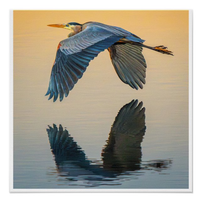 Great Blue Heron in Flight Poster | Still Water (Front)