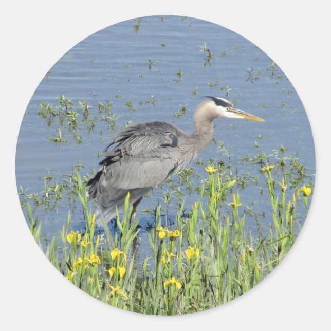 Great Blue Heron in River. Classic Round Sticker (Front)