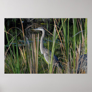 Great Blue Heron in the Everglades Grass Poster