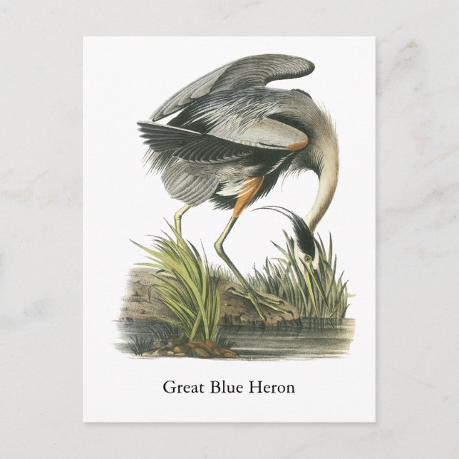 Great Blue Heron, John Audubon Postcard (Front)