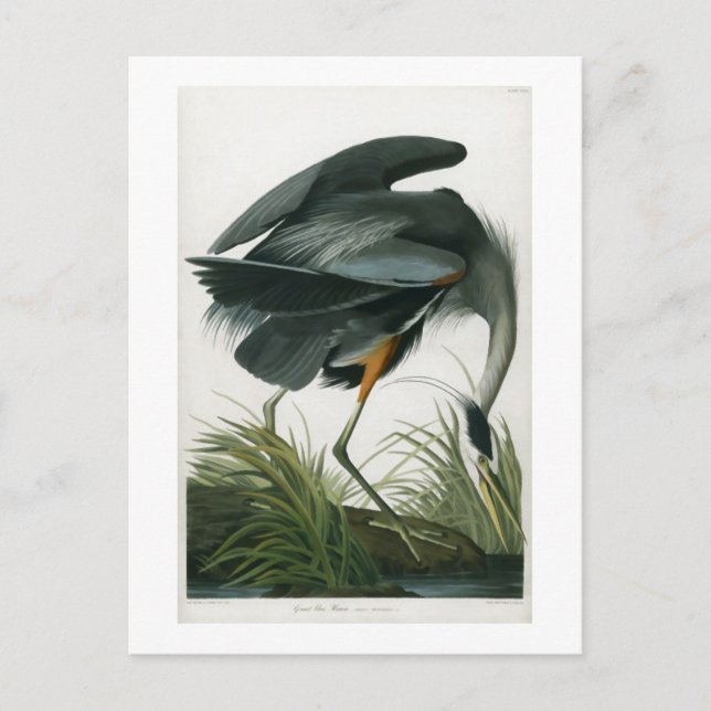 Great Blue Heron, John James Audubon Postcard (Front)