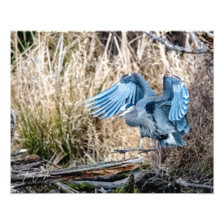 Great Blue Heron Landing - Photo Print