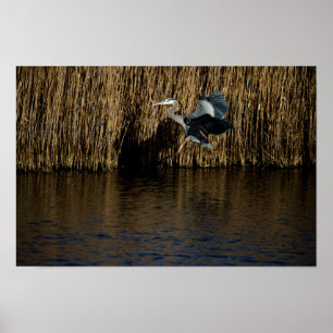 Great Blue Heron Landing Poster