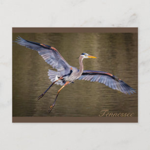 Great Blue Heron making a landing. Postcard