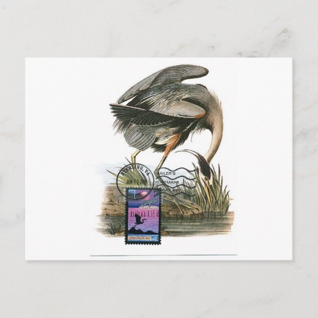 Great Blue Heron maximum card Audubon (Front)