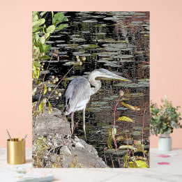 Great Blue Heron on Pond Acrylic Sign