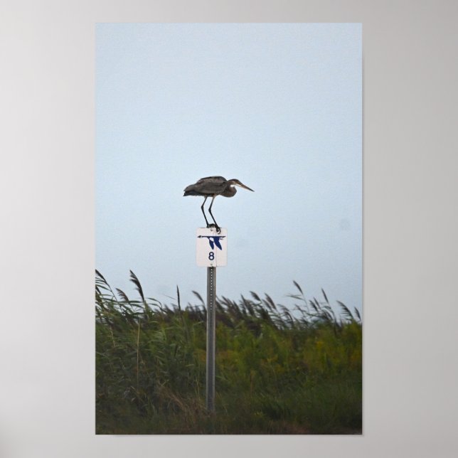 Great Blue Heron on Sign Poster (Front)