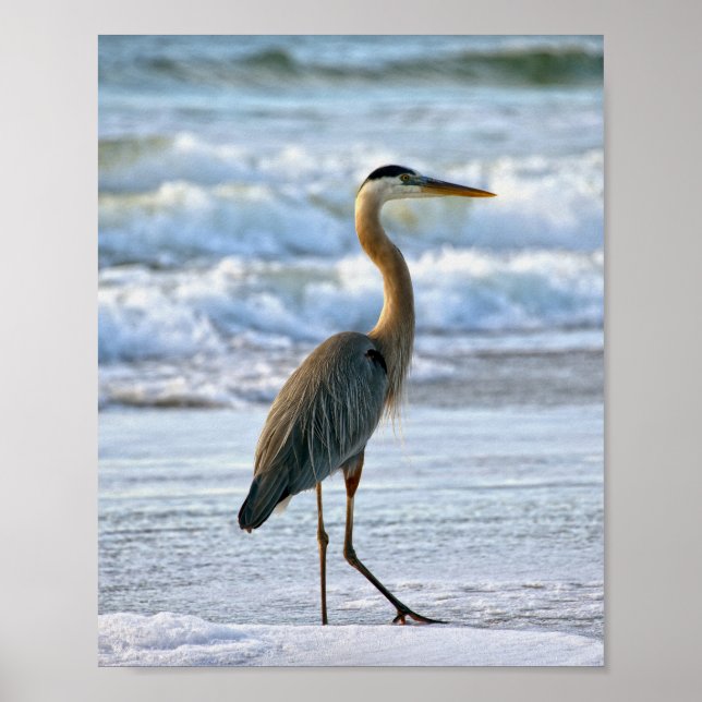 Great Blue Heron on the Beach Poster (Front)
