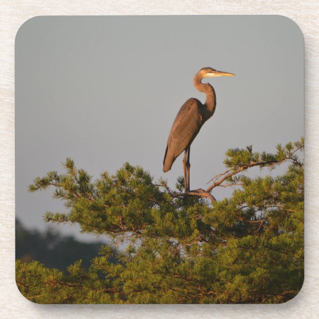 Great Blue Heron On Tree Top Coaster (Front)