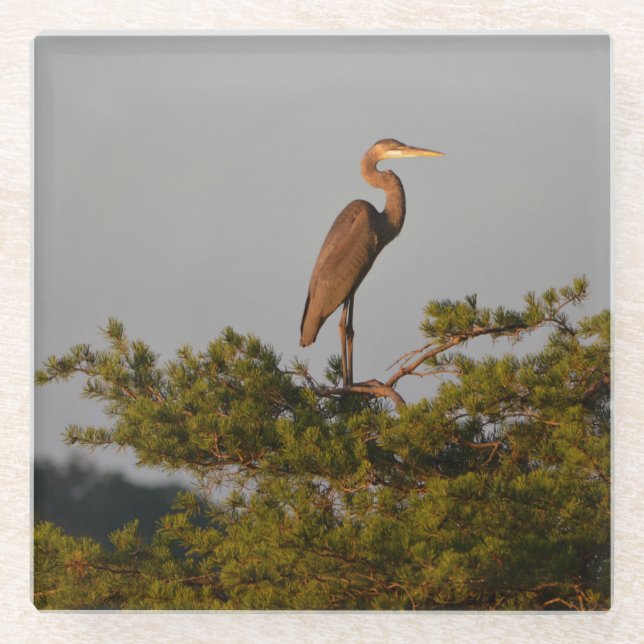 Great Blue Heron On Tree Top Glass Coaster (Front)