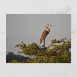 Great Blue Heron On Tree Top Postcard