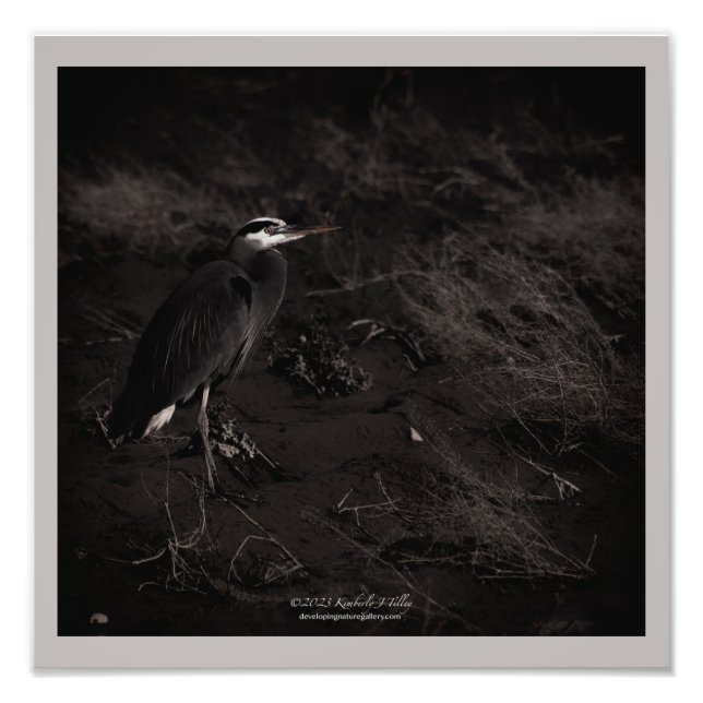 Great Blue Heron P2391 Photo Print (Front)