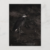 Great Blue Heron P2391