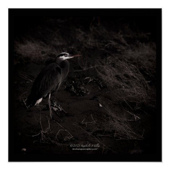 Great Blue Heron P2391 Poster (Front)