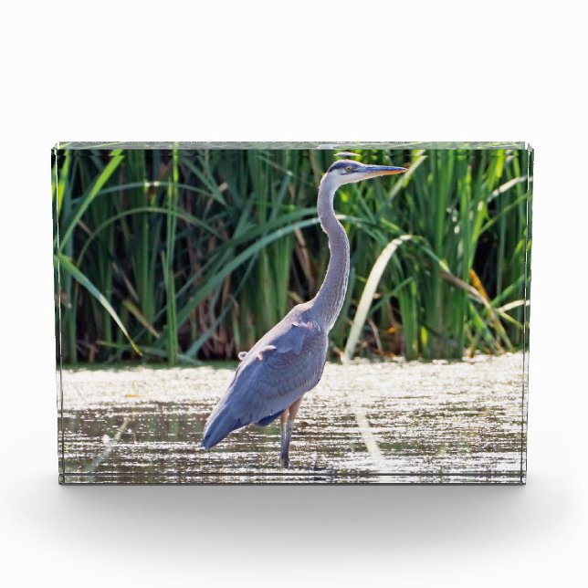 Great Blue Heron Photo Block (Front)