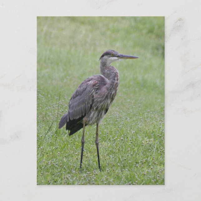 Great Blue Heron Photo Postcard (Front)