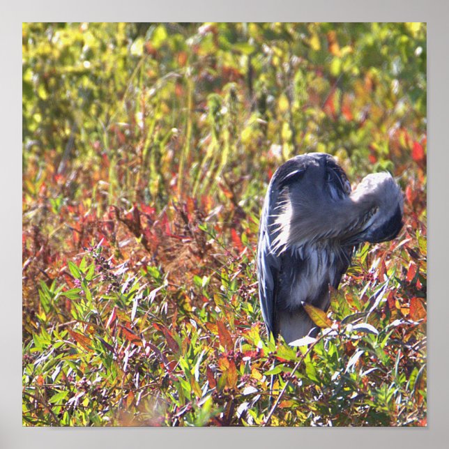 Great Blue Heron Photo Poster (Front)